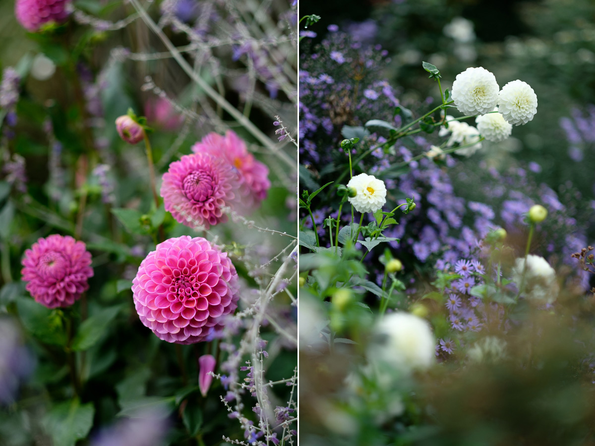 Best camera lenses for flowers
