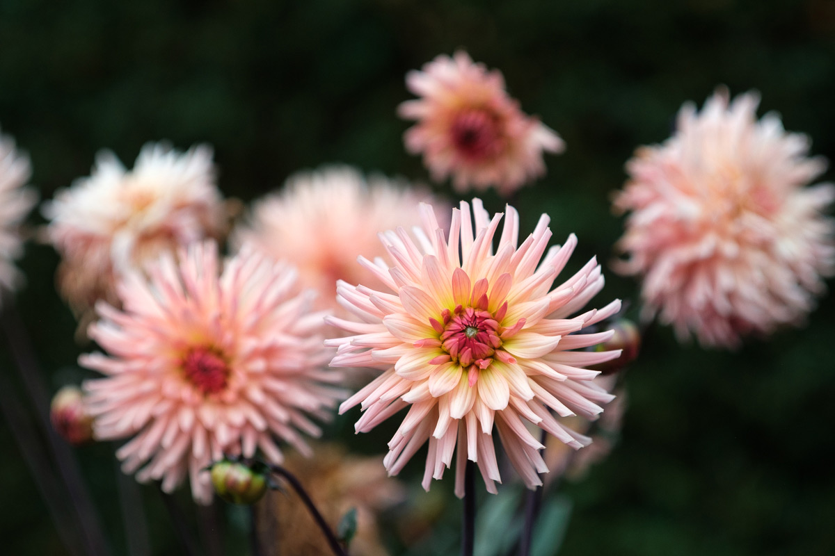Photo made with Helios 58mm lens