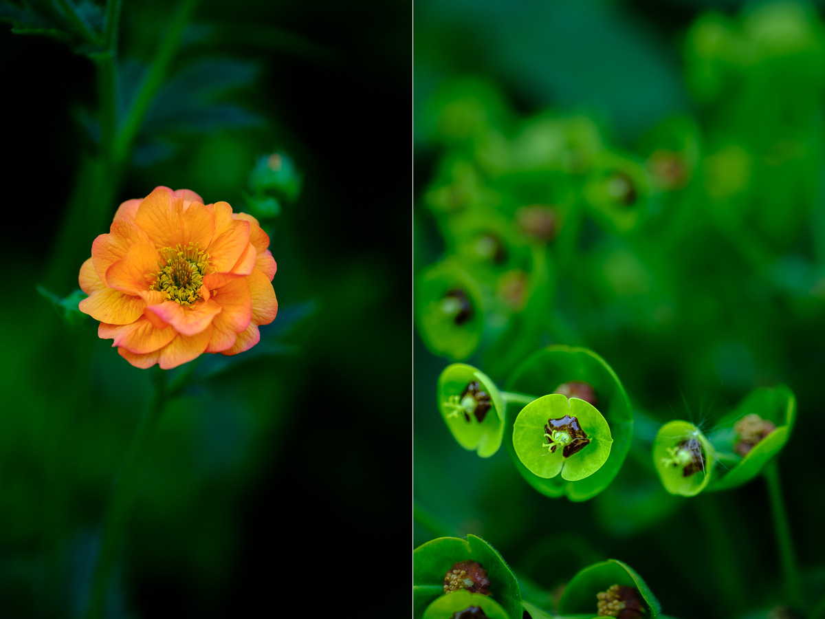 Close-up photos