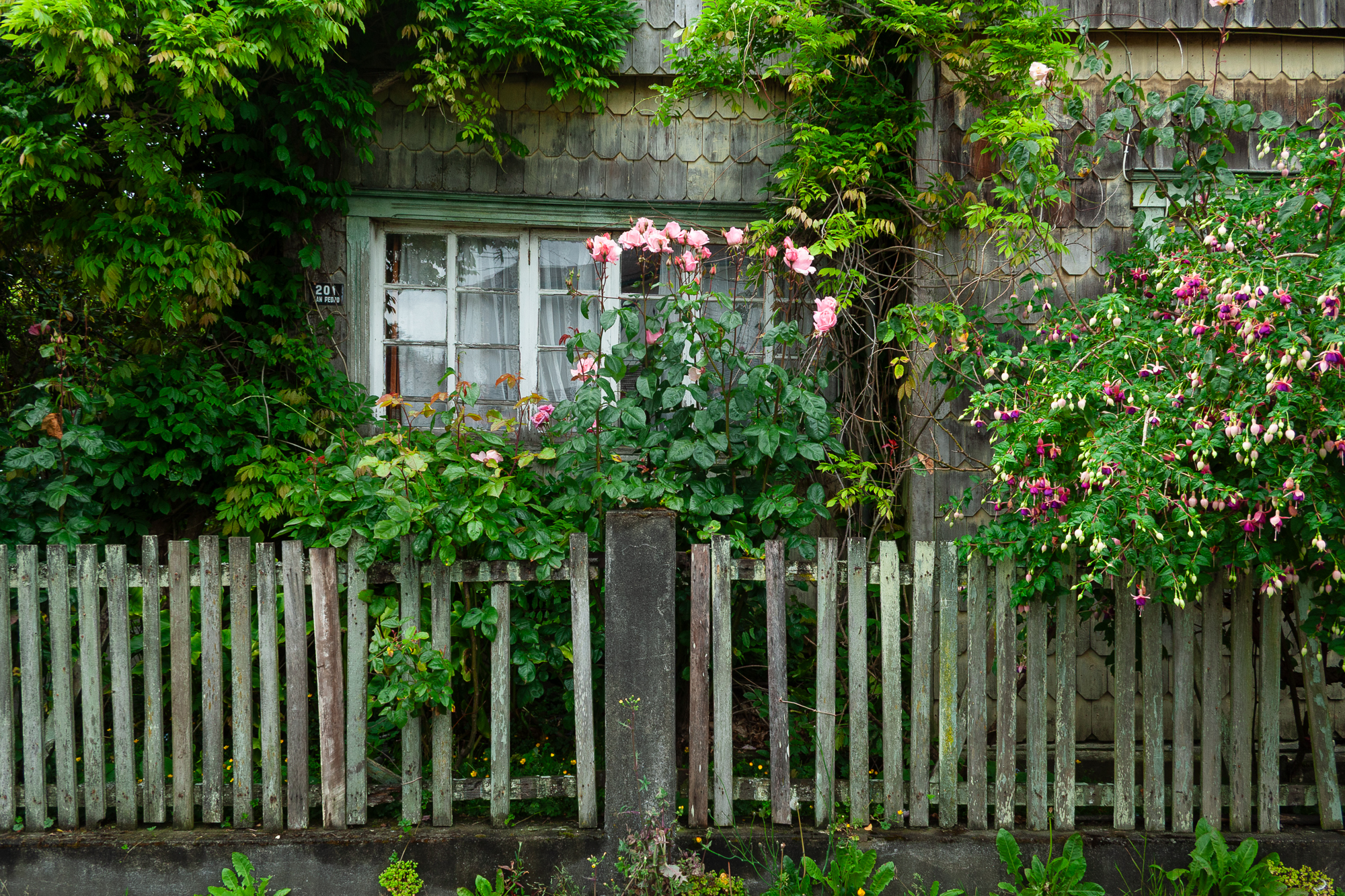 Front garden in southern Chile